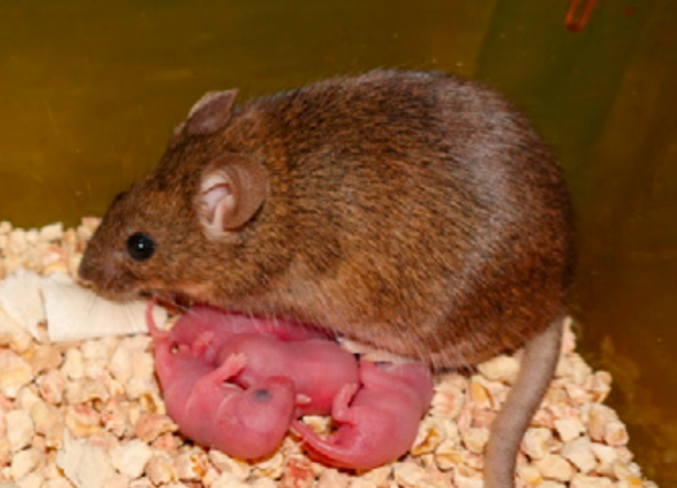 Mice with two fathers were born alive for the first time - The science, news, Biology, Parthenogenesis, , Animals, Mouse