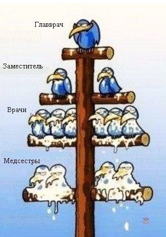 medical hierarchy - Medical humor, Images