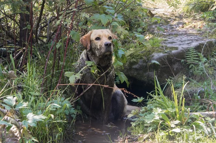 The joy of a swine. - My, Dog, Labrador, , Video