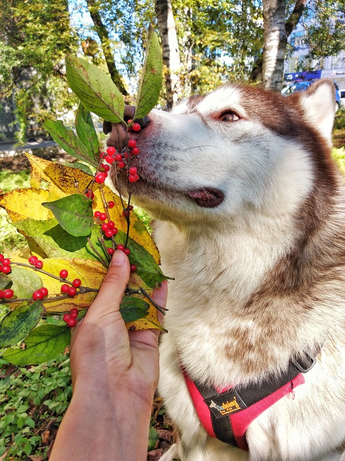 Just an autumn positive redhead :) - My, Autumn, Dog, Alaskan Malamute, Longpost