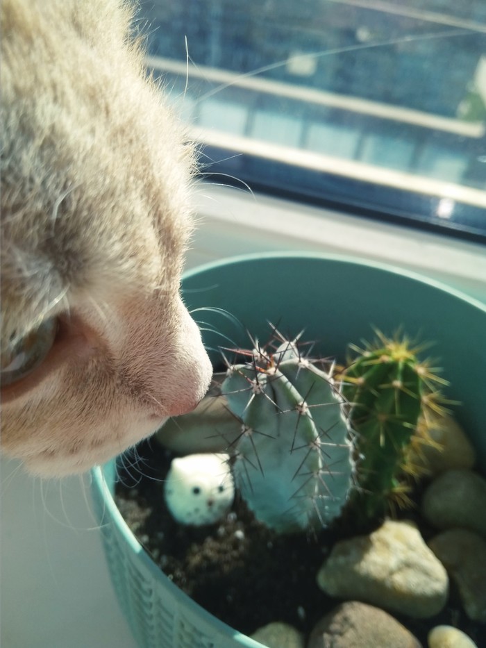Saturday morning - My, cat, Cactus, Morning, Longpost