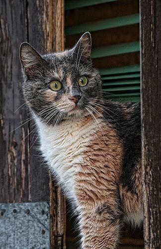 Кошка удивляшка