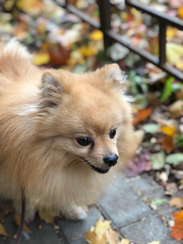 autumn dog - My, Autumn, Spitz, Dog, The photo, Longpost