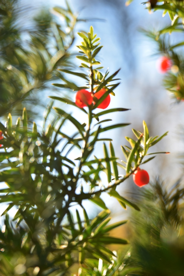 Макро. Тис. Фотография, Начинающий фотограф, Тис, Макро, Макросъемка, Длиннопост