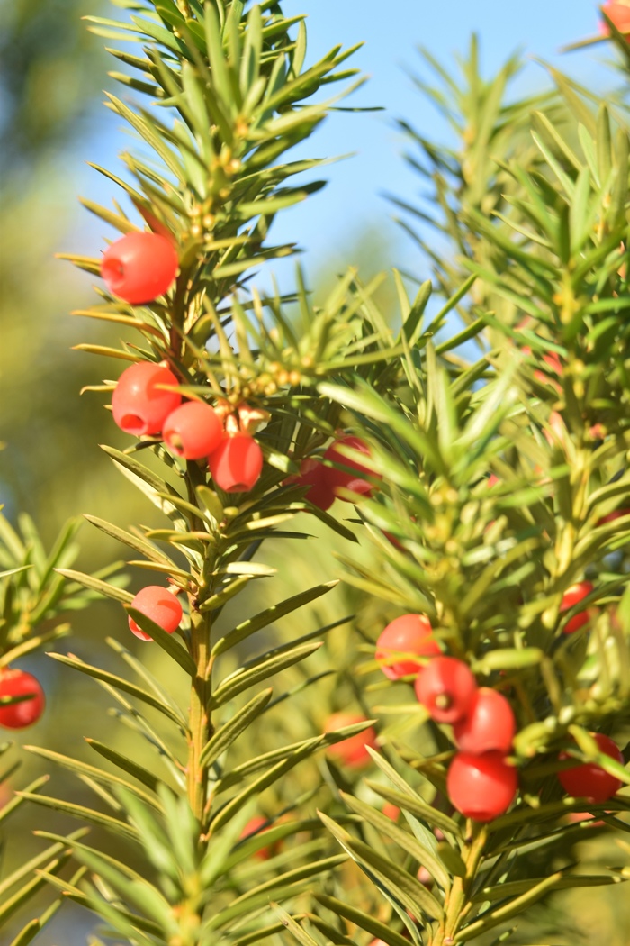 Макро. Тис. Фотография, Начинающий фотограф, Тис, Макро, Макросъемка, Длиннопост