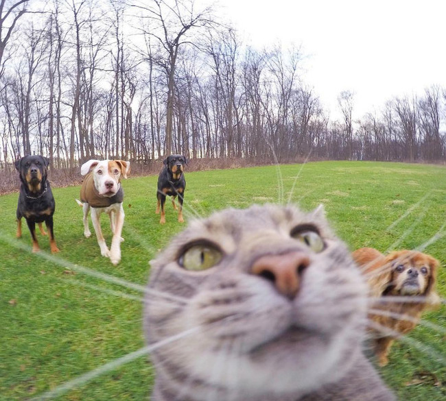 Selfie - Selfie, Animals, cat