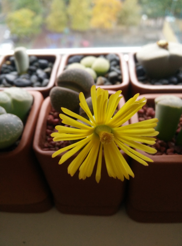 Осень - время грустить - Моё, Lithops, Литопс, Цветы, Длиннопост