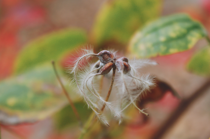 maple seeds - My, Plants, Autumn, Maple, Longpost