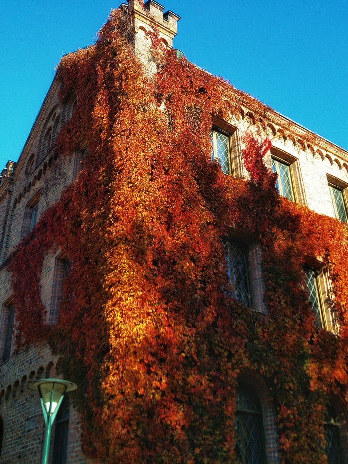 A bit of autumn Sweden... - My, Sweden, Autumn, Mobile photography, Longpost