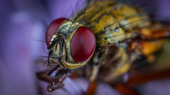 Portrait of a clatter - My, Macro, Macrohunt, Insects, Dipteran, Муха, Mp-e 65 mm, Macro photography