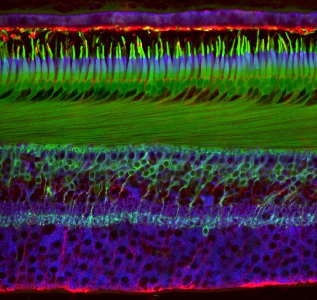 20 winners of Nikon Small World Microphotography 2018 - The photo, Microfilming, Macro, Longpost, Microfilming, Macro photography