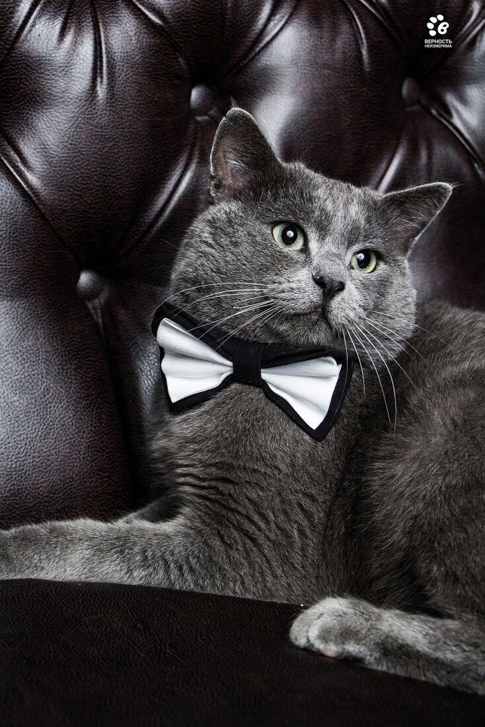 When your cat is more charismatic than you - My, cat, Charisma, Plush, Pets, The bow tie, Longpost