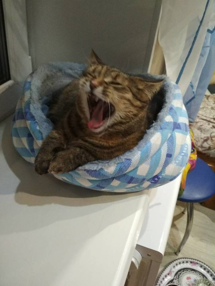 Monday is a tough day! - My, , Monday is a hard day, Drowsiness, Monday, Yawn, , cat