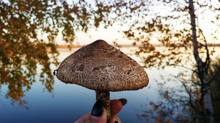 Mushrooms in your feed ^_^ - My, Mushrooms, Подмосковье, Autumn