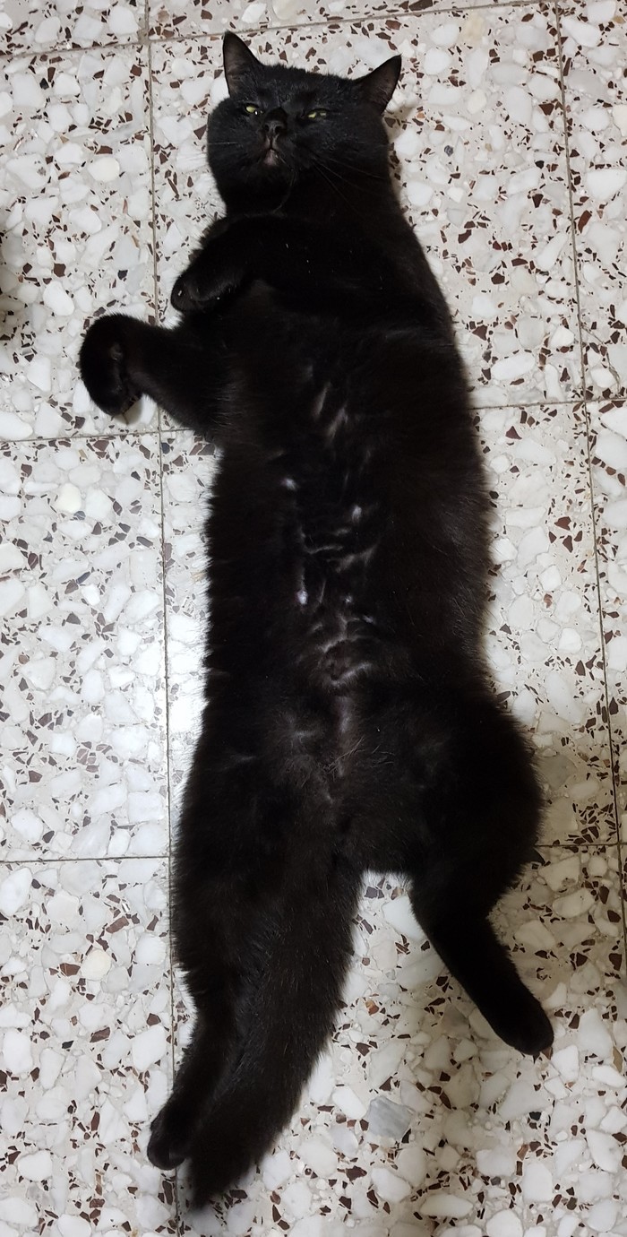 Шерстяной попрошайка