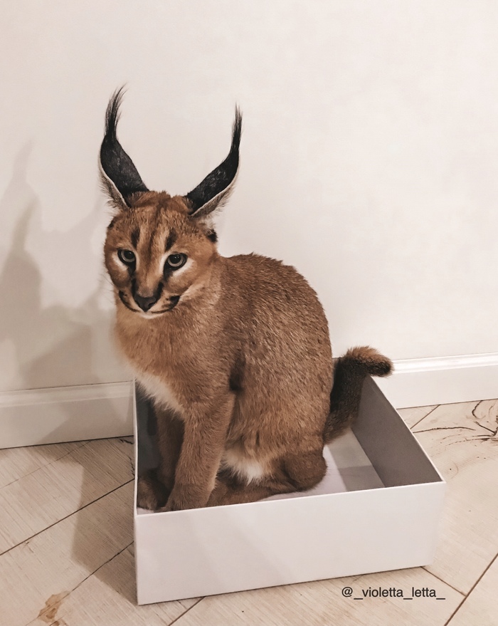 From time immemorial, people have known and passed on this secret knowledge to their descendants: a box is the surest trap for cats - My, Caracal, cat, Box, Longpost, Maine Coon