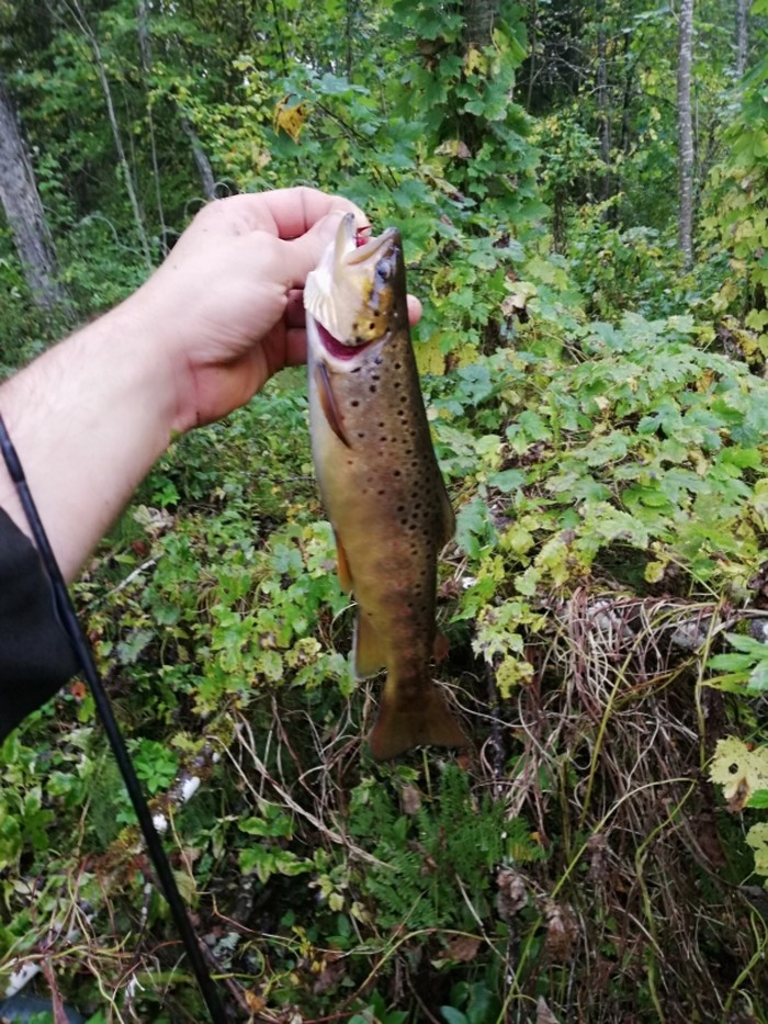 Trout in the Leningrad region. - My, Fishing, Trout, Grayling, Leningrad region, Hobby, Longpost