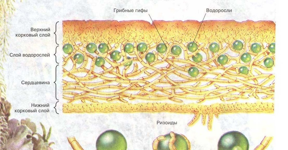 Водоросли и гриб в слоевище лишайника. Схема внутреннего строения лишайника 5 класс биология. Схема строения лишайника. Строение слоевища лишайника рисунок. Схема строения лишайника биология 7 класс.