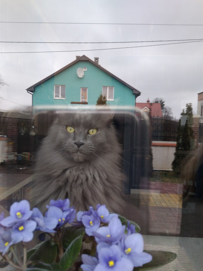 Cat house))) - My, cat, , World around us, Nature, Ban, Catomafia, PHOTOSESSION, Photo hitch, Peace