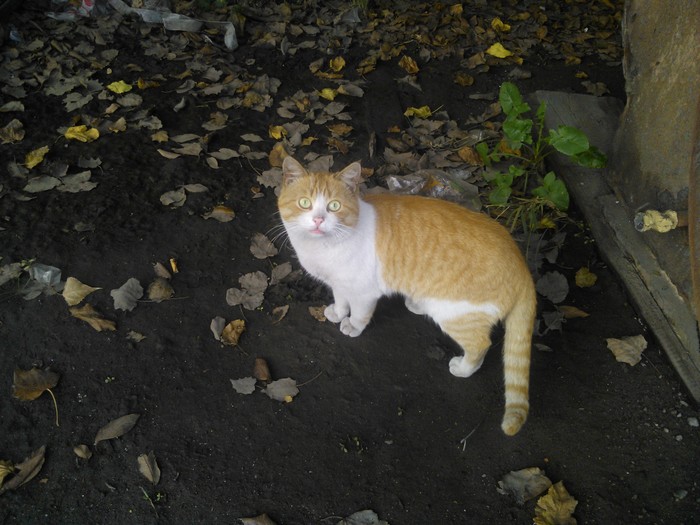 Ginger - My, Pets, cat, Longpost