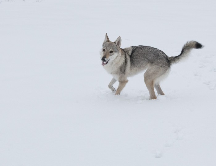 I'm crazy, I'm crazy, what a shame! - My, Dog, Wolfhound, Czechoslovak Vlcak, The photo, Winter, Snow