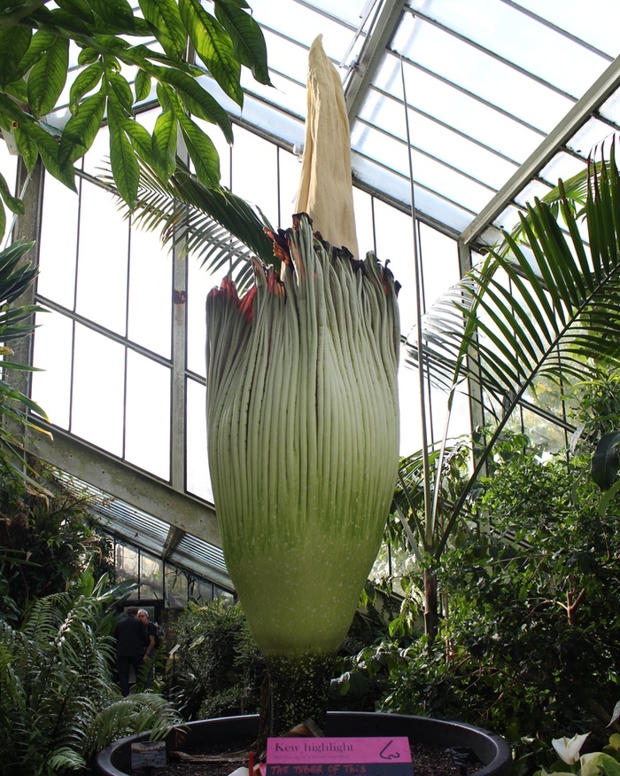 The world's largest and most horribly smelling flower has bloomed - Nature, Flowers, Smell, Giants, Guinness Book of Records, Longpost