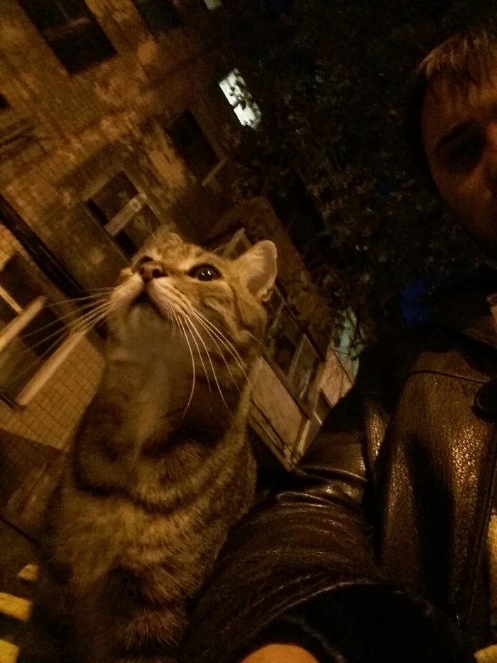 random cat - My, cat, Catomafia, The street