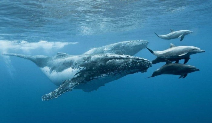Artiodactyl whales | Why does a whale need hooves? - My, Wild land, Animals, Wild animals, Interesting, Evolution, Nature, Longpost