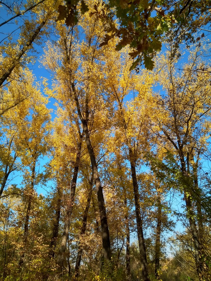 I love this autumn - My, Autumn mood, Autumn, The photo, Leaves