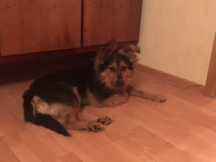 We are looking for DICK in the Moscow Region !!! - Lost, Mytischi, Dolgoprudny, Khimki, Dmitrovskoe shosse, Dog, The dog is missing, No rating
