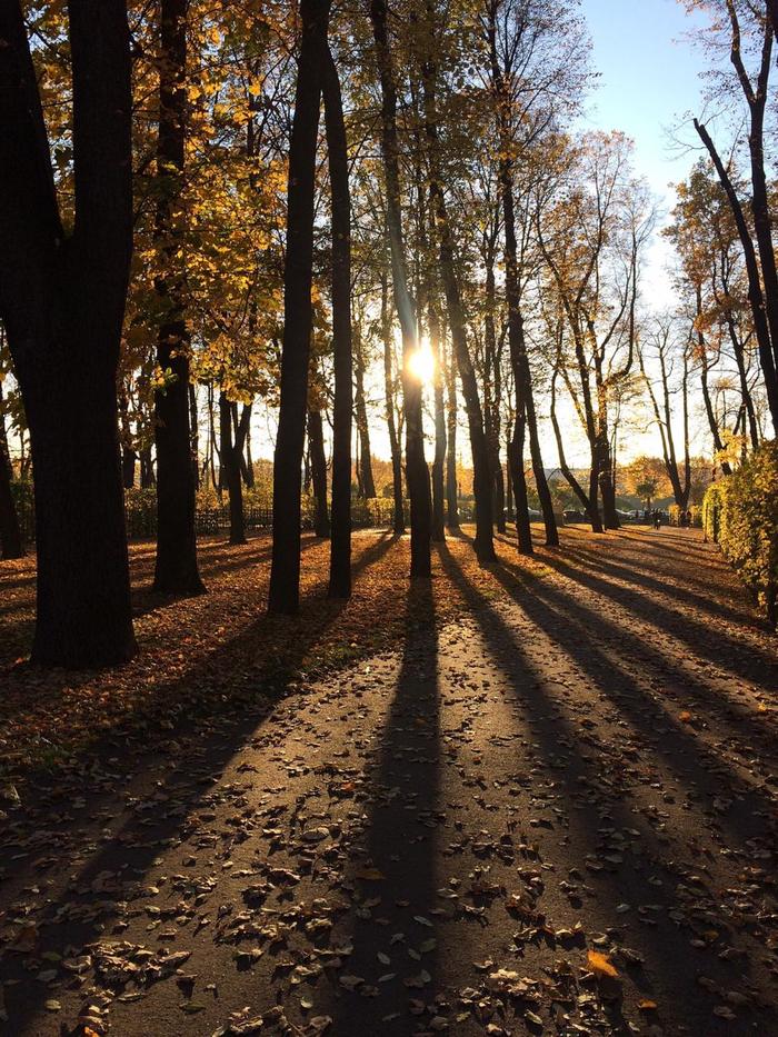 Autumn in Petersburg. - Summer garden, Mood, Beginning photographer, Mobile photography, Autumn, My, Saint Petersburg, iPhone 5s