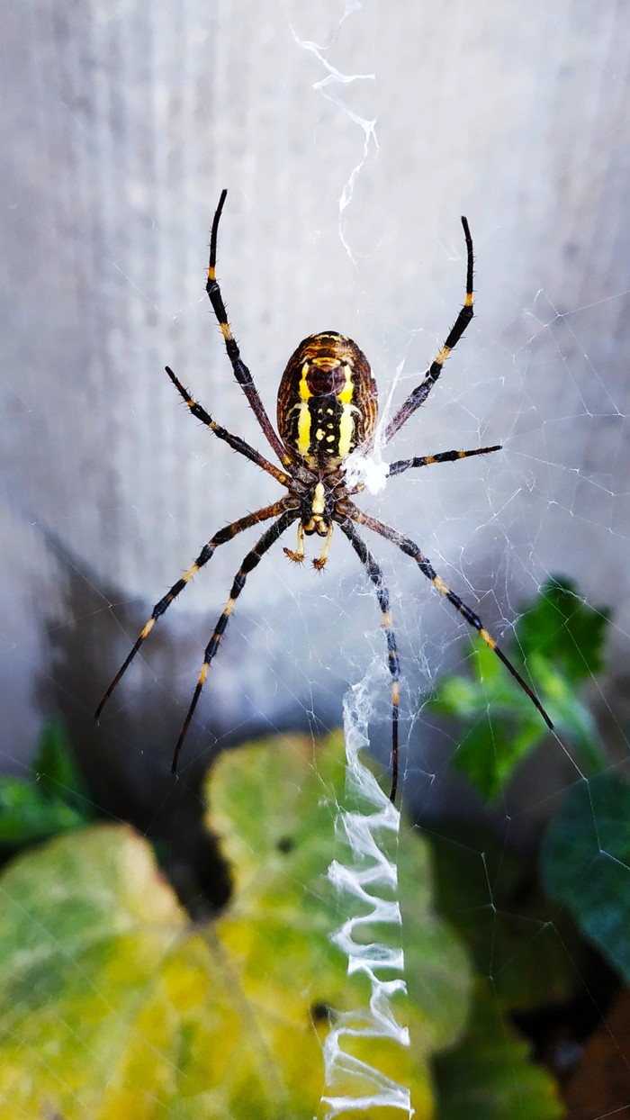 Argiope Brunnich or wasp spider - Spider, Argiope Brunnich, The photo, Web, Wasp