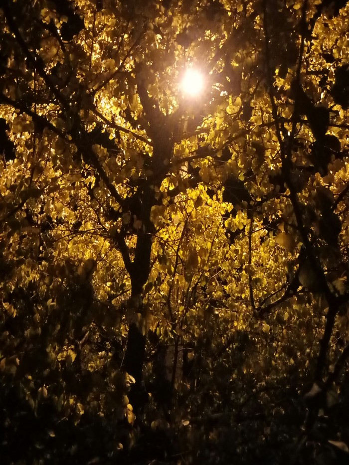 ���� ��� ����