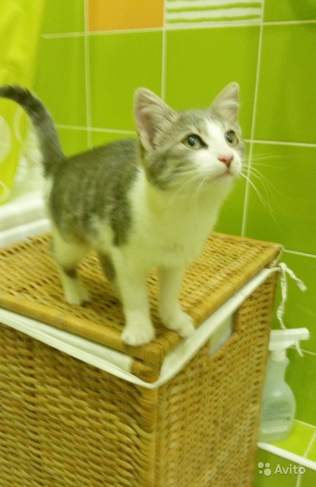 Help to attach a kitten - a girl! Really need help - My, In good hands, Nizhny Novgorod, cat, Longpost, No rating