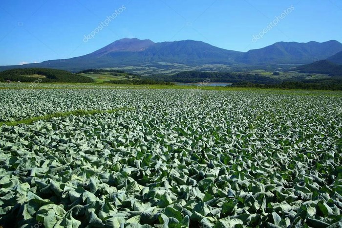 Cabbage field in Akushinsky district, Republic of Dagestan. - Field, Cabbage, Cooking, The photo, Сельское хозяйство, Dagestan, Caucasus, Russia