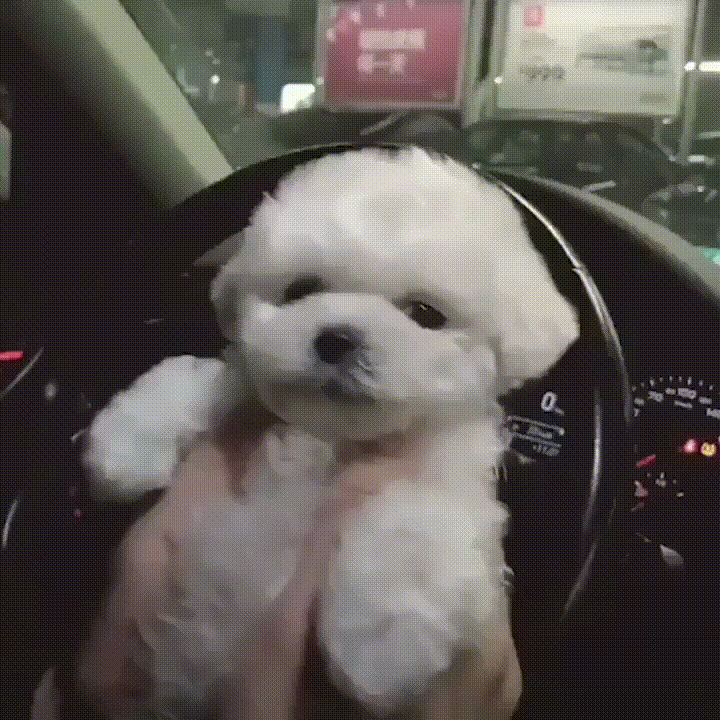 1539885578133273295.gif