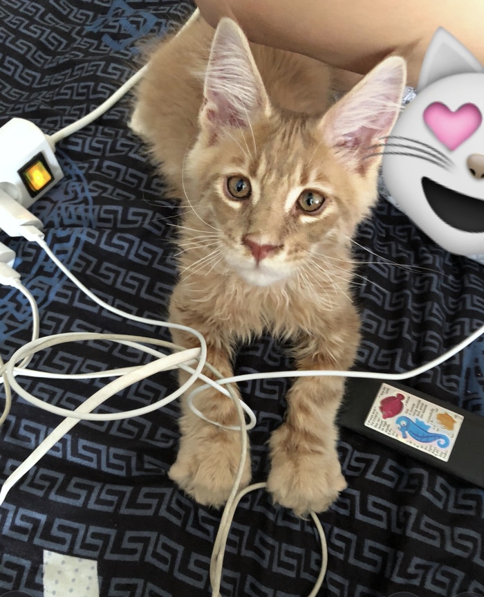 A bundle of happiness... I got my first cat!!! - My, Maine Coon, cat, Joy, Longpost, Kittens, Pets, Redheads