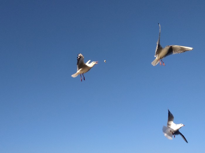 Seagulls on the Baltic Sea - Sea, My, Baltika, Baltic Sea, Moment, The photo