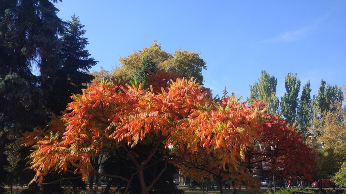 A little autumn - Autumn, Longpost, Autumn leaves