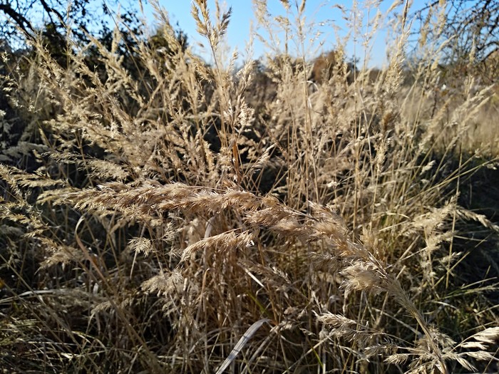 Autumn among cottages - My, Autumn, Walk, beauty of nature, The photo, Longpost