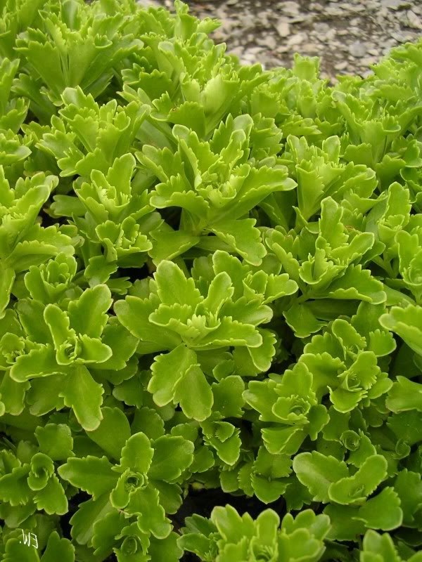 Stonecrop - photo, planting and care, varieties, reproduction - My, Ochitok, Houseplants, Home flowers, Longpost