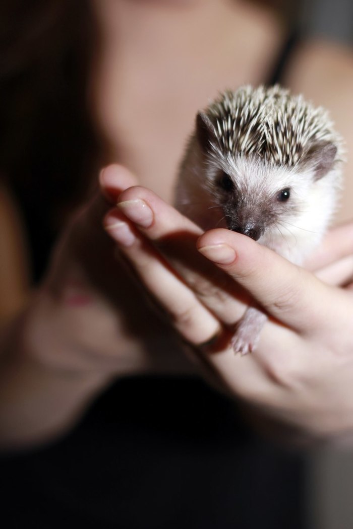 Hedgehog - My, The photo, Animals, Pets, Dwarf hedgehog, Hobby