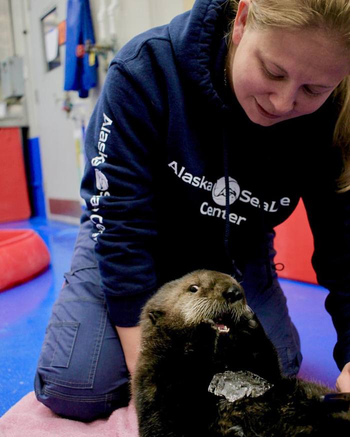 Happiness - Otter, Milota, Animals, Sea otter