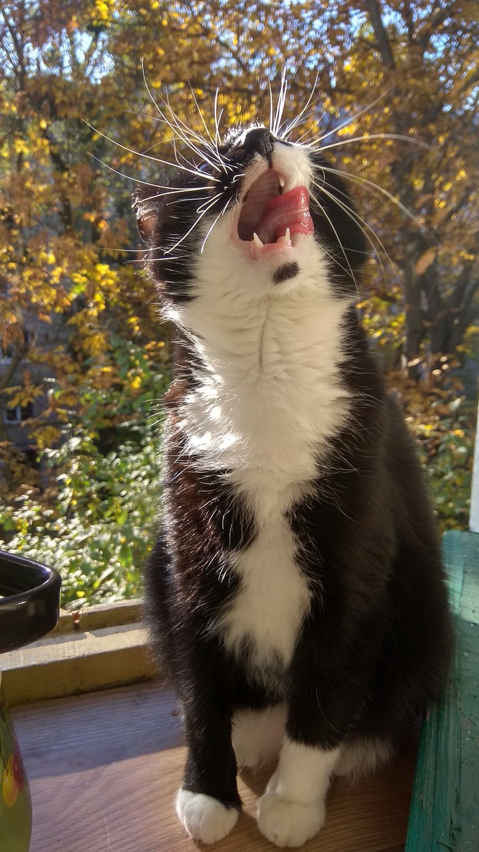 It was a delicious lunch - Window, cat, Licking, My