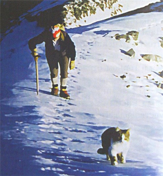 Swiss climbing cat Tomba. - cat, Animals, Mountaineering, Tourism, The mountains, Travels, Adventures, Longpost