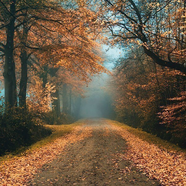 Autumn. - Autumn, Leaves, beauty, Gold, Road