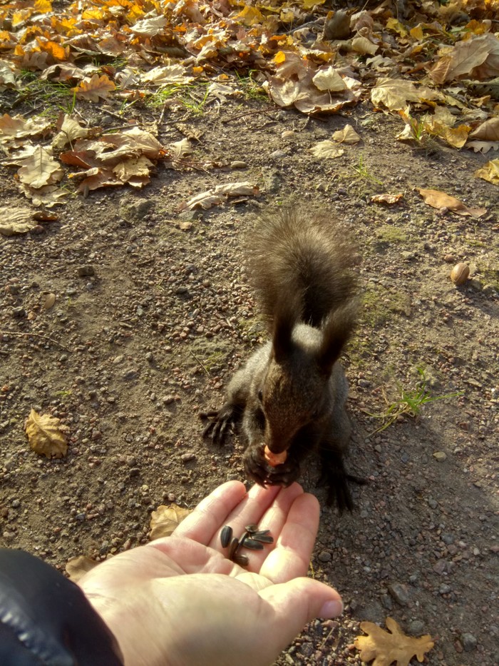 Afrosquirrel. - My, Tolerance, Squirrel, Longpost