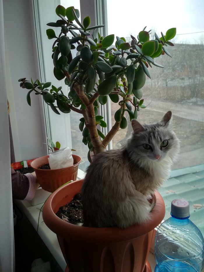 What you are watching? Need to water! - My, Catomafia, Flowers, The photo, cat