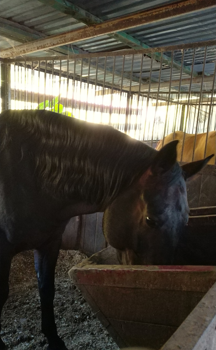 Horse lights in Sochi - My, Sochi, Horses, , Longpost