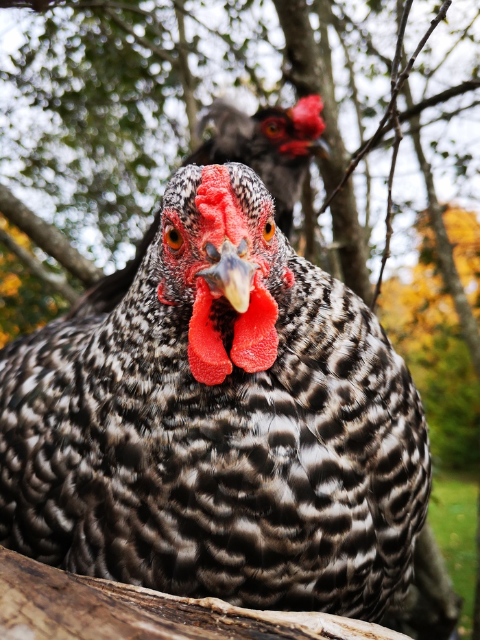 Chicken post! - My, Birds, Hen, , Rooster, Longpost